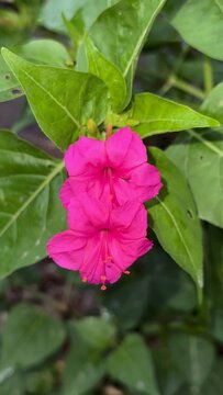 Two vibrant pink flowers blooming beautifully among lush green leaves outdoors