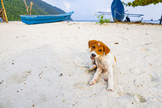 Small dog plays with coconut on the beach