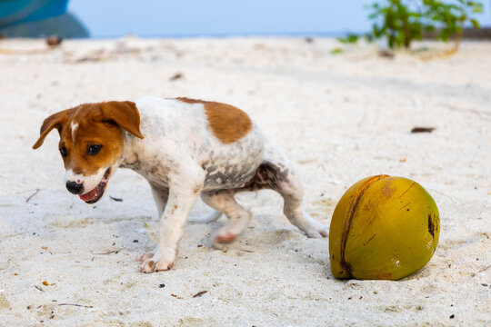 Small dog plays with coconut on the beach