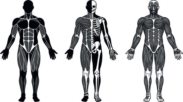 Human Body Anatomy Vector Set Featuring Muscular System Full Body Silhouette Half Skeleton Half Muscle Structure and Detailed Male Torso Musculature for Medical Presentation