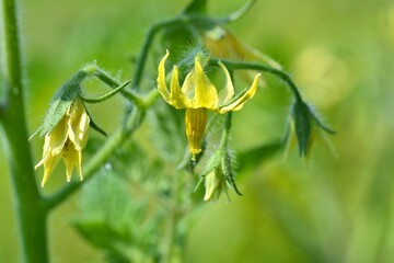 Obraz premium Tomato flower macro close up. Summer vegetable garden.