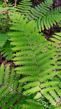 Close-up vertical video of interrupted fern (Osmunda claytoniana) fronds gently swaying in a breeze. Lush green pinnate leaves fill the frame with reddish stalks.