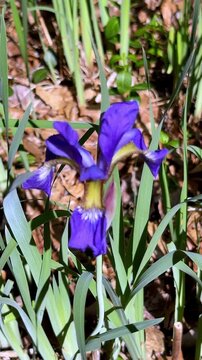 Close-up vertical video of a deep purple Japanese iris (Iris ensata) flower with yellow throat, growing among sword-shaped leaves and fallen leaf litter. Camera slowly pulls back.