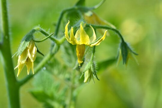 Tomato flower macro close up. Summer vegetable garden.