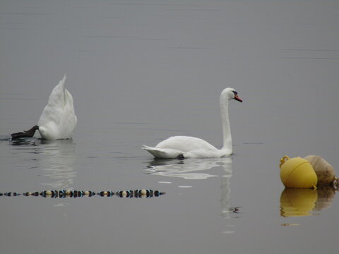cigni bianchi nel lago