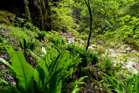 Lush forest gorge with the Sorna river flowing past vibrant ferns, representing nature exploration tourism in the wild landscape of Sorna river, Brentonico, Trentino, Italy.