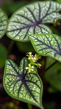 A close-up view of a plant with striking green leaves featuring intricate purple veins and a small yellow flower