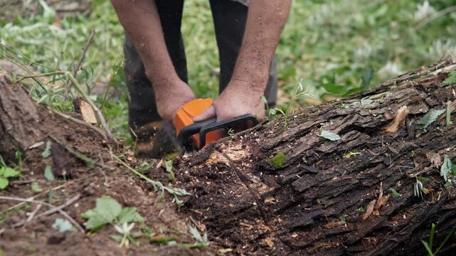 Close-up of worker using orange chainsaw on fallen tree trunk in forest, with rough bark, fresh sawdust, scattered branches, soil, and soft green woodland background under