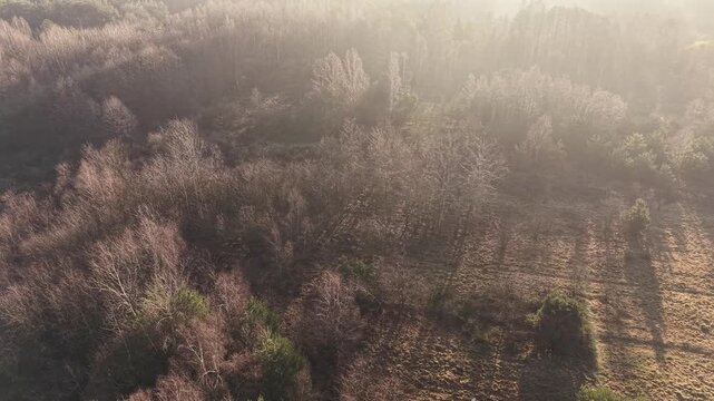 Overhead view of travel-worthy leafless tree landscapes