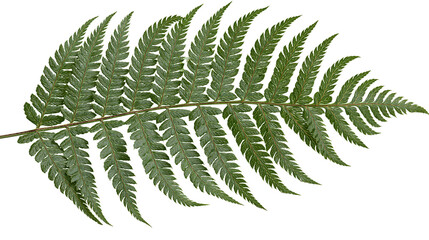 Detailed green fern frond with delicate leaflets, isolated on transparent background © VSTOCK