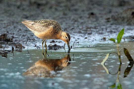 Long billed dowitcher searches for food.