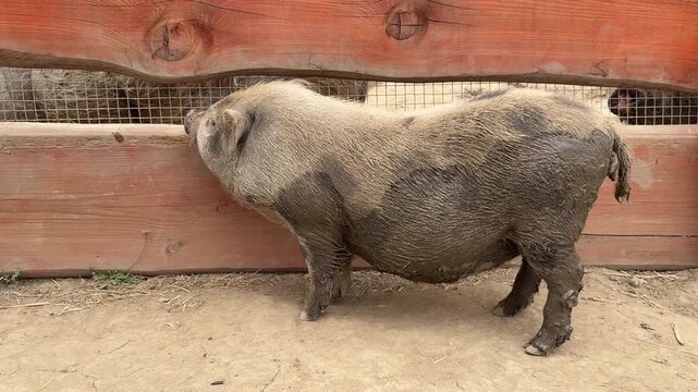 Mini Pig at Contact Zoo in Zelchin, Czech Republic