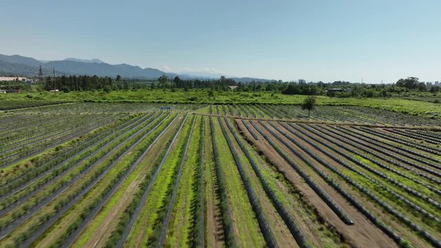 aerial drone shot overlooking a massive agricultural plantation of organic blueberries. The video highlights the modern farming technique, showcasing long, systematic rows of young green bushes