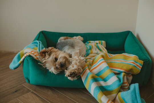 Cute Yorkshire Terrier sleeping in a cozy pet bed covered with a colorful knitted blanket at home. Adorable small dog resting indoors Companion animal