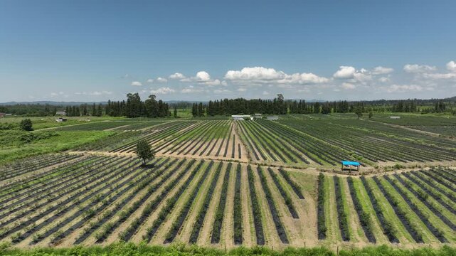 aerial drone shot overlooking a massive agricultural plantation of organic blueberries. The video highlights the modern farming technique, showcasing long, systematic rows of young green bushes