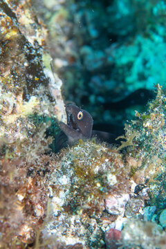 Moray Eel Peeking From Rocky Reef Crevice Underwater