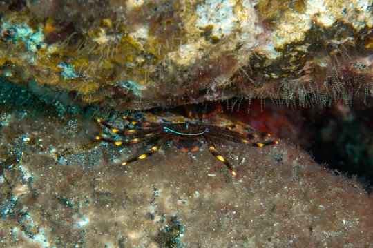 Marine Crab Walking Among Rocky Reef in Canary Islands Spain