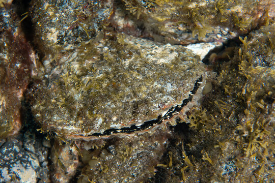 Pinna nobilis noble pen shell in Tenerife rocky reef 