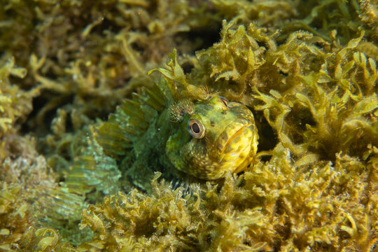 Rock-pool blenny (Parablennius parvicornis) hiding among algae-covered reef in Tenerife