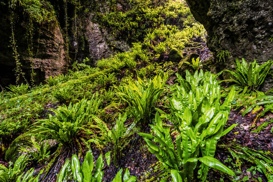 Lush green ferns grow along the rocky slopes of a secluded forest gorge, highlighting a natural wilderness adventure destination, Sorna river, Brentonico plateau, Trentino, Italy.