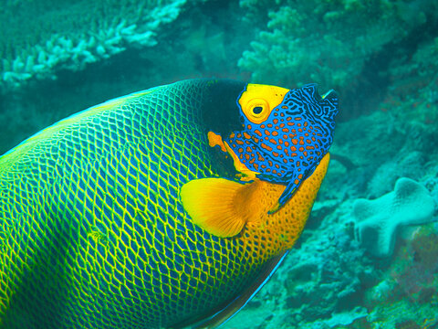 Close-up profile of a graceful yellowface angelfish (Pomacanthus xanthometopon) swimming above a coral reef in Raja Ampat, West Papua, Indonesia.