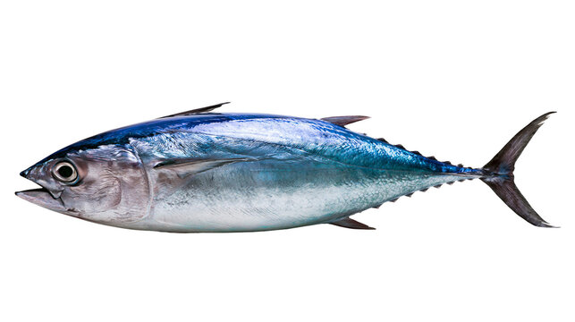 Fresh whole tuna fish with blue and silver scales, isolated on transparent background
