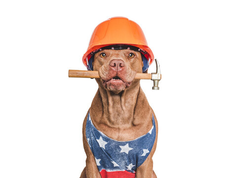 Cute brown dog wearing a sleeveless shirt in the colors of the American flag and an orange hard hat. Symbolizes Labor Day in the USA, hard work, and blue-collar jobs. Ideal for holiday marketing