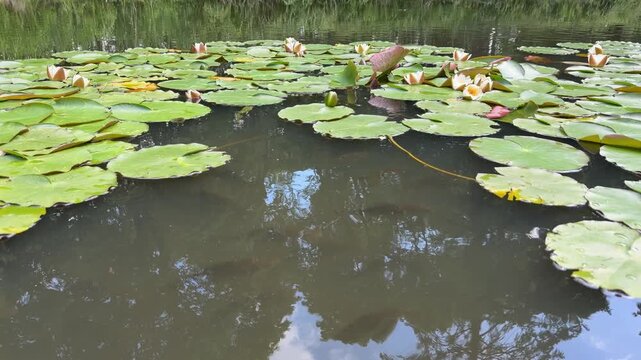 Tranquil pond scene with water lilies (Nymphaea), also known as pond lilies or lotus-like flowers. Suitable for nature visuals, botanical references, spa and wellness designs.