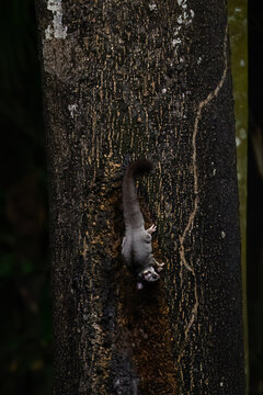 A Krefft's glider (Petaurus notatus) possum hanging upside down on a tree trunk eating sap from a wound in the tree. Atherton Tableland, Queensland, Australia