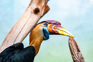 helmeted hornbill © Clyde Sweatt
