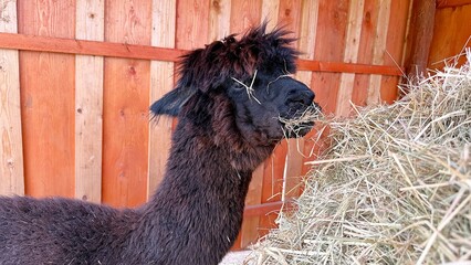Fototapeta premium Black Llama Eating Hay on a farm