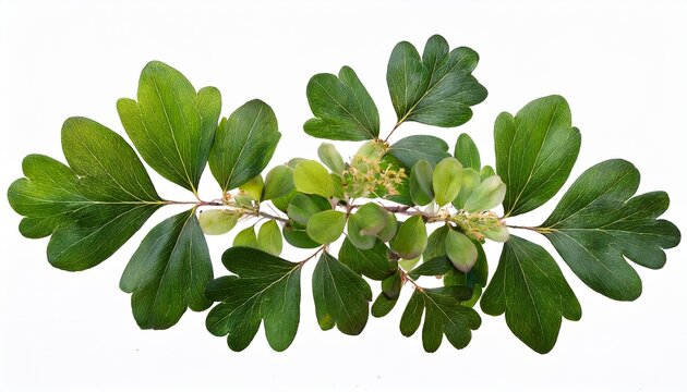 Twigs With Green Leaves Cotoneaster Lucidus In A Floral Garland Isolated On White Or Transparent Background