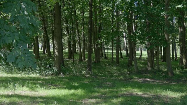 Forest foliage moves among tree trunks in dappled sunlight