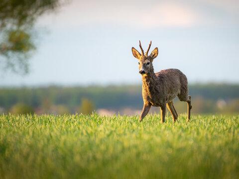 European roe deer (Capreolus capreolus) buck in red summer coat on meadow, Lower Austria, Austria
