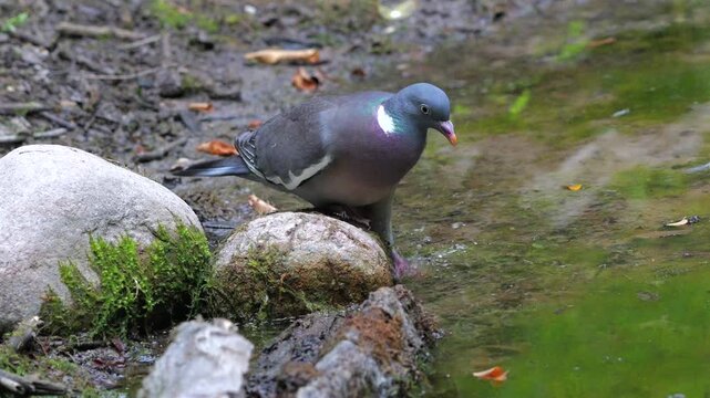 Wood pigeon (Columba palumbus), climbs down from a stone to drink from the pond