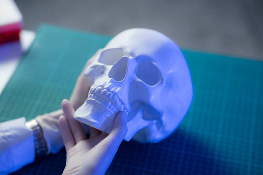 A student holds a skull model while studying human anatomy at a school