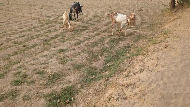 Goats Roaming Dry Rural Field