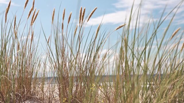Baltic Sea beach with sand dunes and marram grass.