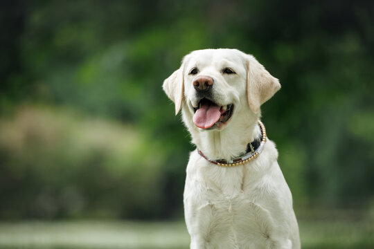 labrador retriever dog portrait outdoors in summer