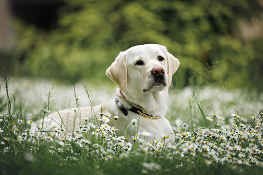 labrador retriever dog lying down on a meadow in summer