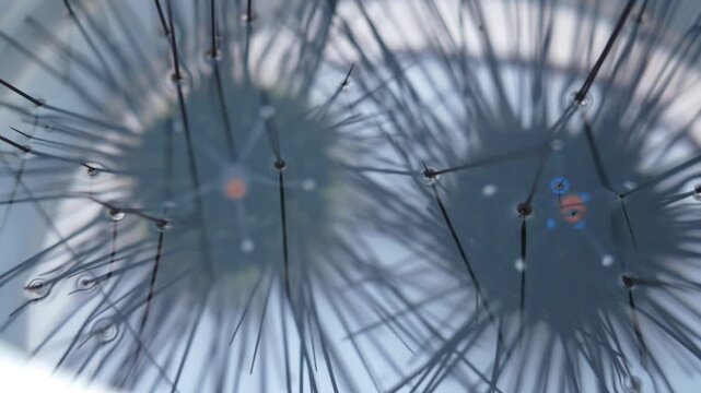 Close up footage of live black sea urchins submerged in clear water inside a container.Gentle water movement suitable for seafood, aquaculture, marine biology, ocean life and coastal cuisine concepts.
