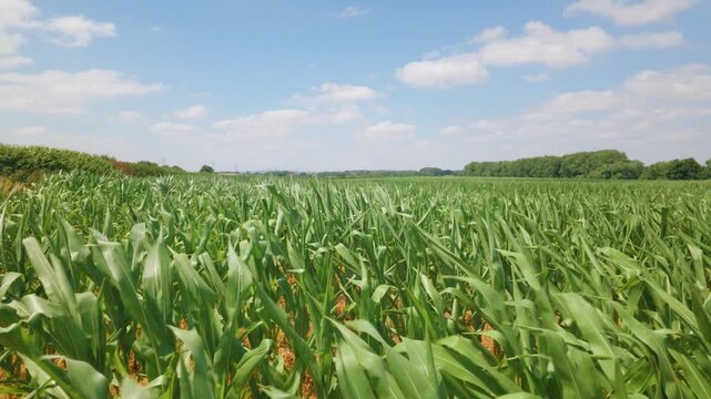 Panning view of a field of Maize leafy stalk grasses during Summer