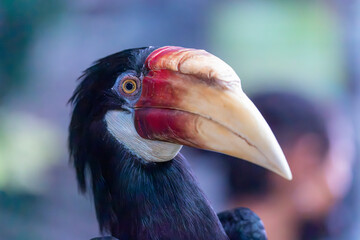 The Blyth's hornbill (Rhyticeros plicatus) is a large hornbill inhabiting the forest canopy in Wallacea and Melanesia. Its local name in Tok Pisin is kokomo. © Danny Ye