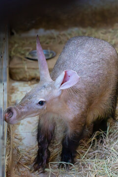 The aardvark (Orycteropus afer) is a nocturnal burrowing mammal from Africa, feeding mainly on ants and termites with its long snout and strong claws.