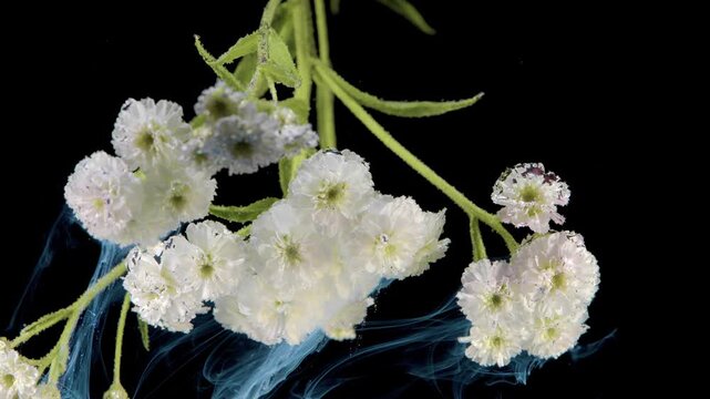 Closeup view of delicate white clustered blossoms on slender green stems as translucent blue fluid flows beneath petals, forming wisps, droplets, rich contrast, elegant botanical mood