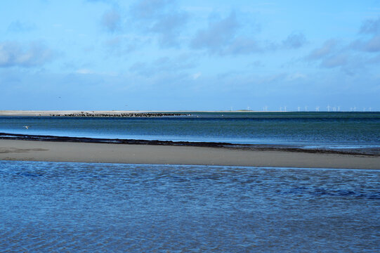 Bird colony and wind turbines on the Baltic Sea coast, Dar&szlig;er Ort