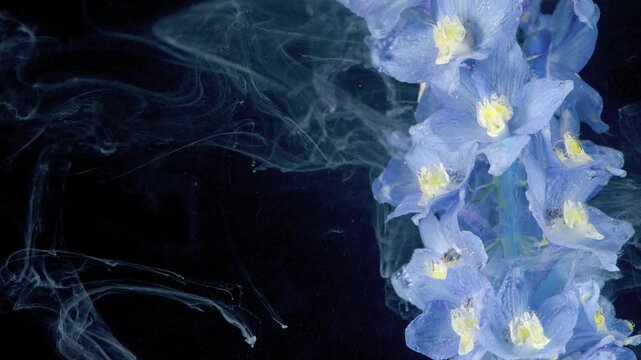Close-up vertical cluster of pale blue delphinium blossoms at right edge, translucent petals, pale centers, visible stamens, water droplets, and drifting vapor against deep black studio background