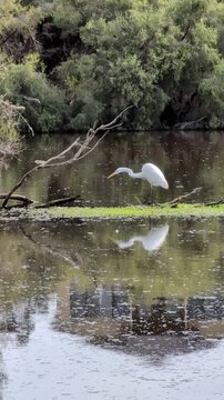 Vertical shot of a great egret wades through shallow water surrounded by greenery in a natural setting with clear reflections.