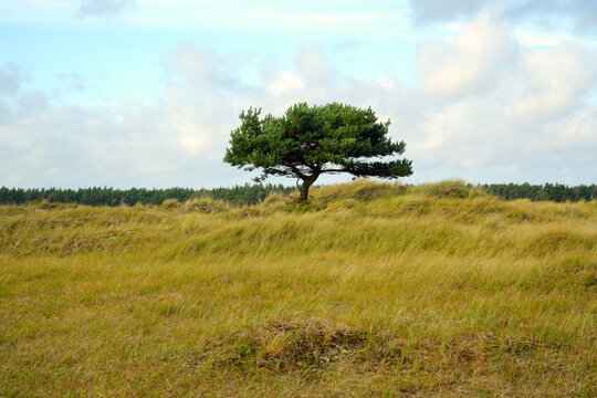 A pine tree in the middle of Dar&szlig; National Park near the Baltic Sea coast