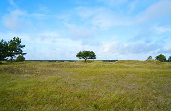 Landscape at the Darss Peninsula, natural Reserve Darsser Ort